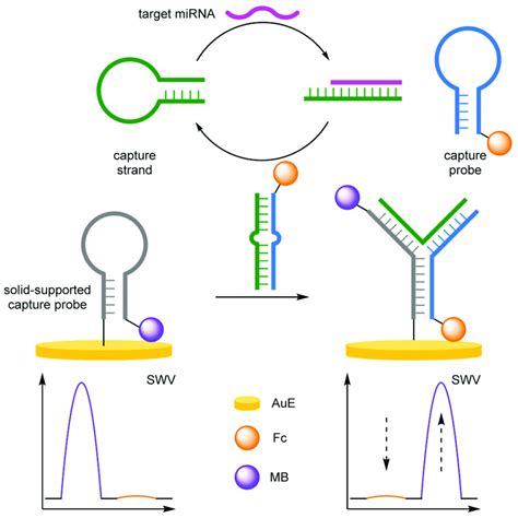 Schematic Representation Of Catalytic Hairpin Assembly Based Biosensor