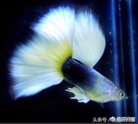 玩家們關于孔雀魚的繁殖知道多少？如何養殖及繁育卵胎生的孔雀魚