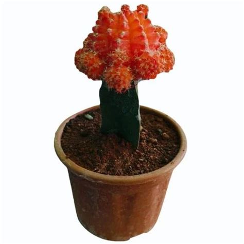 Alkaline Cylindrical Shape Indoor Cactus Plant, For Garden at ₹ 399 ...