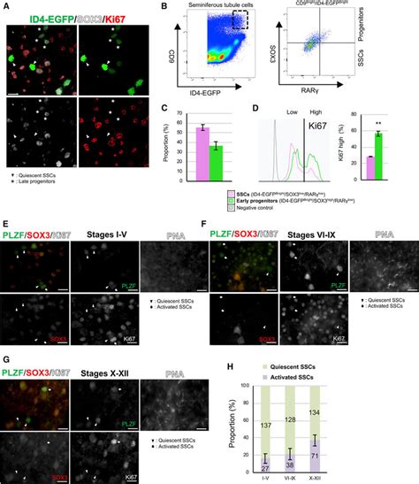 Cell Cycle Activated And Quiescent Sscs Are Present Throughout The