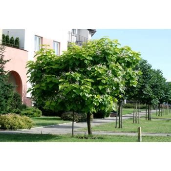 CATALPA KATALPA NA PNIU SZCZEPIONA AURENA ŻÓŁTA sadzonki 130 150 cm