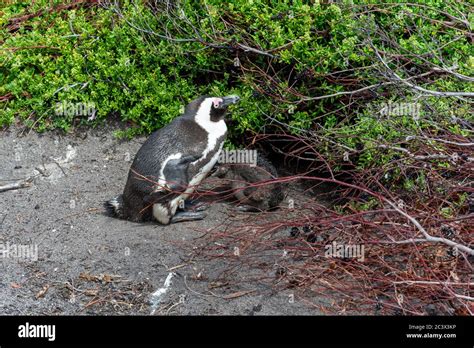 african penguin breeding and taking care of his baby, hide in a bush ...