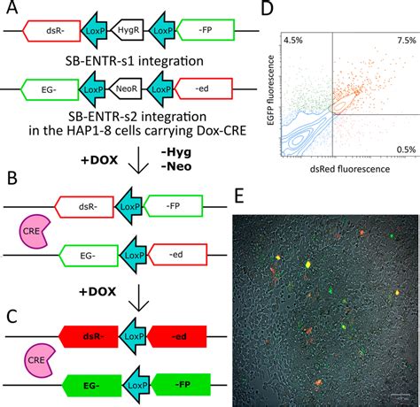 Dox Controllable Recombination Of Genomically Integrated Loxp Sites