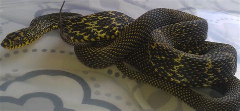 King Rat Snake - Enigma Reptiles