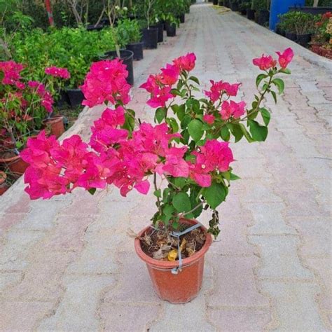 Bougainvillea Pink – blozem