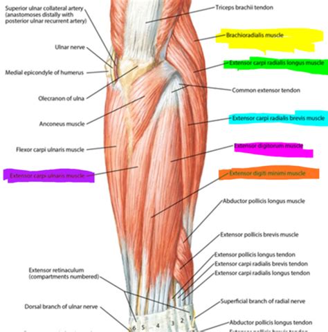 Extensor Forearm Hand Flashcards Quizlet