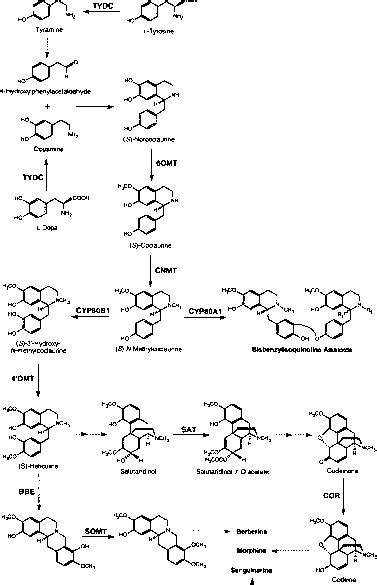 Alkaloid Biosynthetic Pathways - Alkaloid Biosynthesis