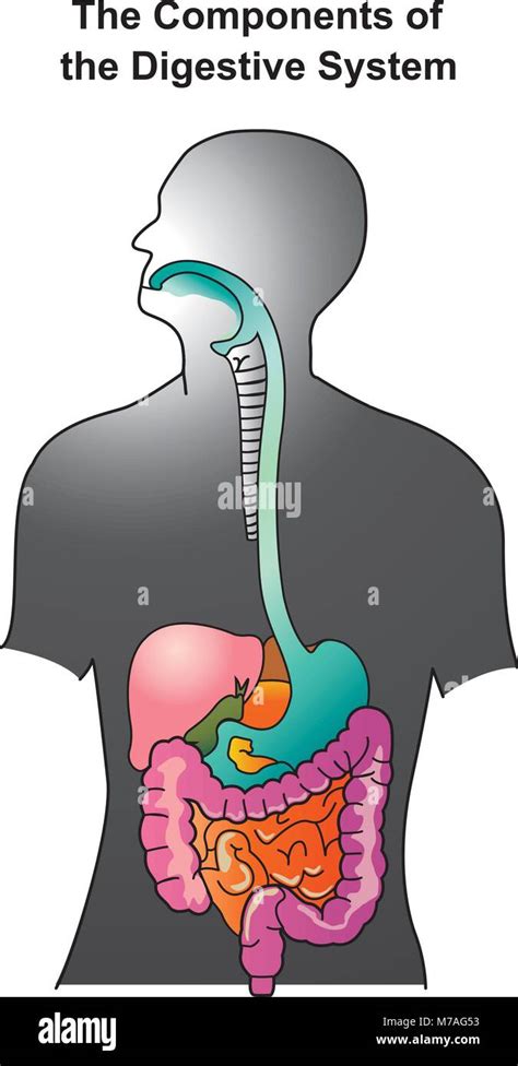 Digestive Tract Stockfotos Und Bilder Kaufen Alamy