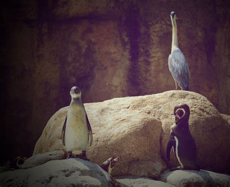 Penguins Zoo Animals - Free photo on Pixabay - Pixabay