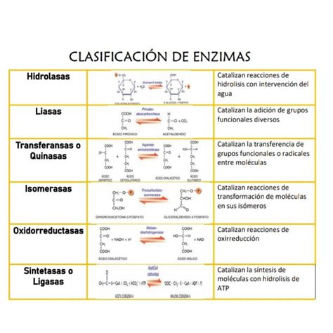 Clasificaci N De Enzimas Enzimas Bioquimica Bioqu Mica Ense Anza