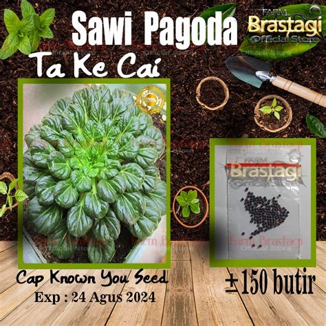 Jual Benih Sawi Pagoda F1 Ta Ke Cai Known You Seed KYS Tatsoi