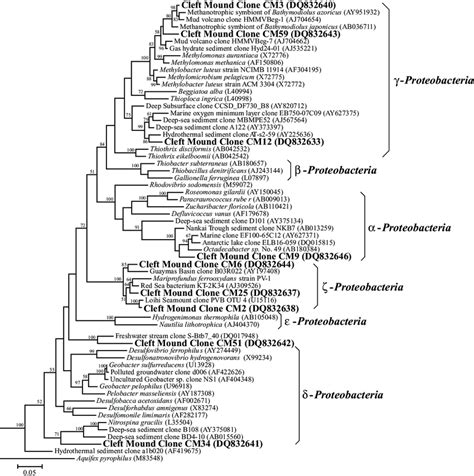 Maximum Likelihood Phylogenetic Tree Showing The Evolutionary Placement