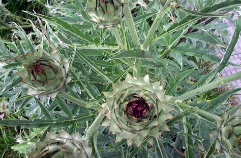 Cynara Scolymus