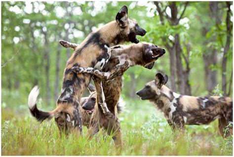 African Wild Dog - Facts, Pictures, Rescue, Life Span, Temperament ...