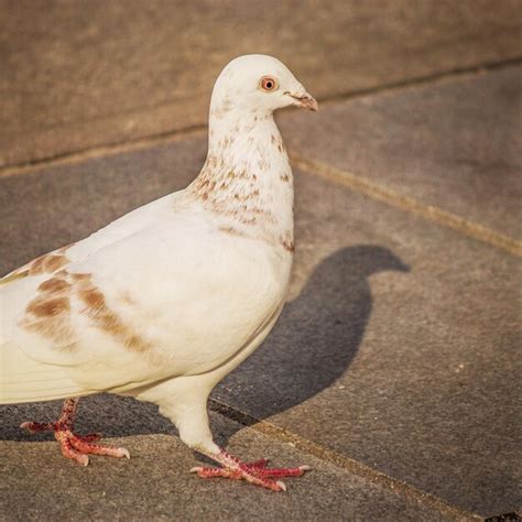 Premium Photo White Pigeon