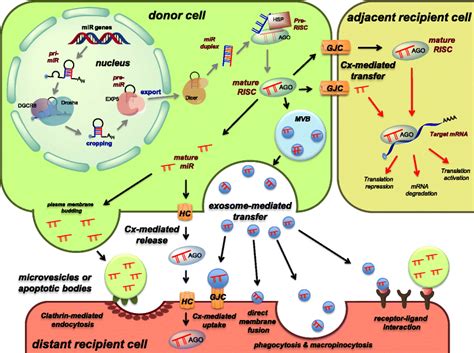 Model For The Proposed Mechanisms Of Intercellular Mirna Cell To Cell