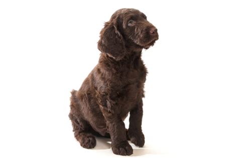 Labradoodle Caratteristiche Allevamenti E Carattere Tutto Zampe