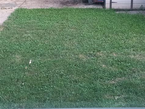 my clover lawn back yard : SiouxFalls