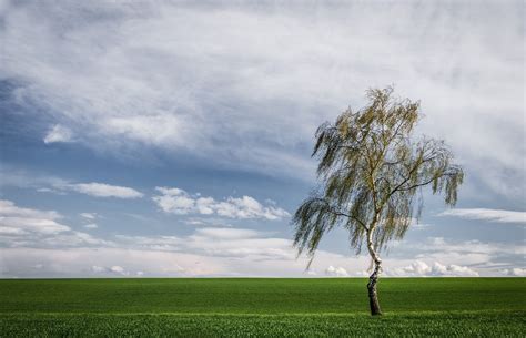 Trees Landscape Nature Clouds Wallpapers Hd Desktop And Mobile