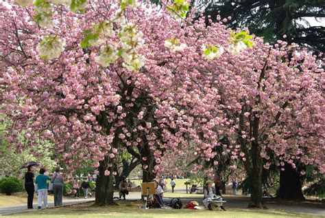 Gambar Taman Bunga Sakura Jepang Terbaru