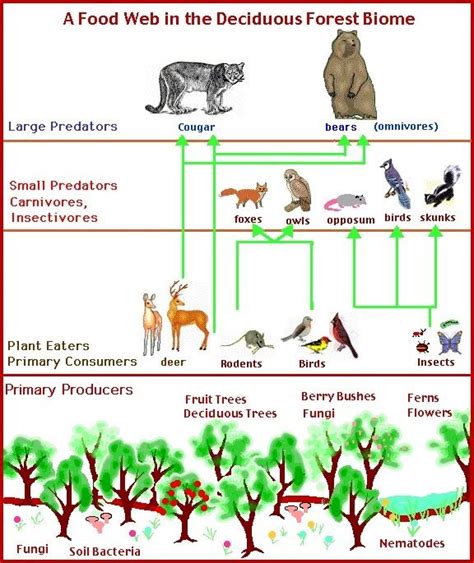 Deciduous Forest Food Web: Biotic and Natural Resources