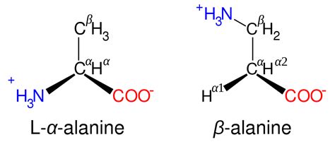 Amino Acids Building Blocks Of Proteins Conduct Science