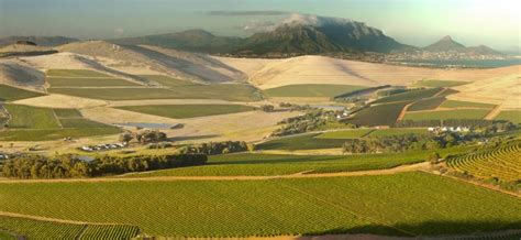 Durbanville Wine Valley with Cape Touring