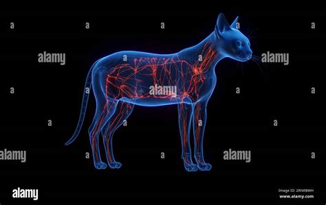 Lymphatic Waste Hi Res Stock Photography And Images Alamy