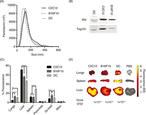 Extracellular Vesicle In Vivo Biodistribution Is Determined By Cell