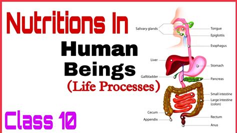 Nutrition In Human Beings Life Process L Class 10th Biology L Board