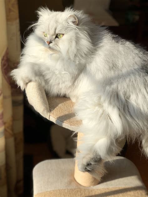 Persian Cat Very Fluffy - Pets Lovers