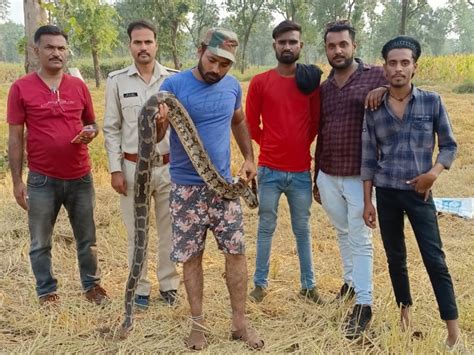 8 Feet Long Python Was Hidden In The Burning Field झालई के खेत में