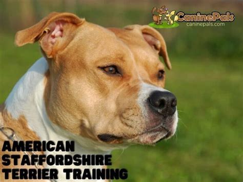 American Staffordshire Terrier Training: Techniques & Tips - Canine Pals