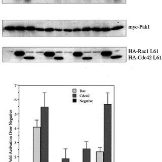 Activation Of Full Length Pak Point Mutants By Cdc And Rac