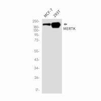 MERTK Rabbit MAb NewEast Biosciences GTPase Oncogene And Bioactive