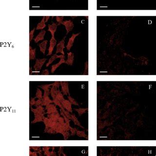 Stimulation of the SK N MC cells with ADP 2MeSADP or ADPβS induces