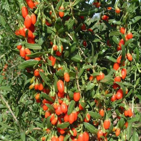 Buy Goji Berry Seeds Lycium Barbarum Rarexoticseeds