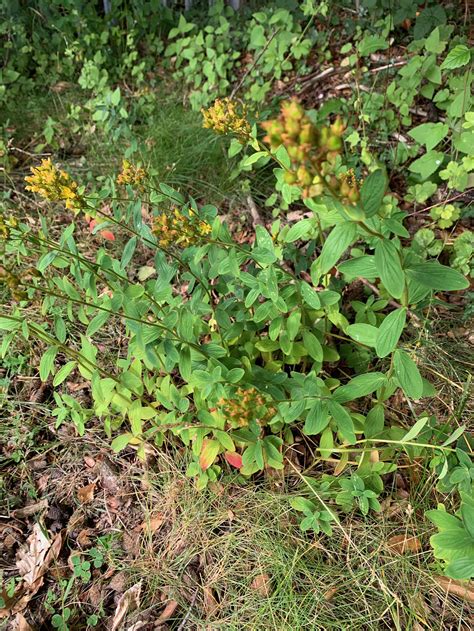 Hypericum Pulchrum Slender St John S Wort BSBI VC77