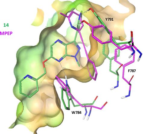 Superimposition Of 14 Green And MPEP Magenta Docked To The MGluR5