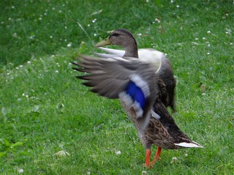 Free Images Grass Wing Wildlife Beak Fauna Poultry Duck Goose