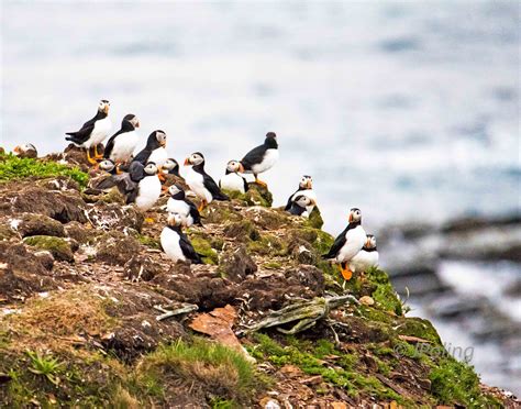 Puffin, Newfoundland, Atlantic, Animals, Animales, Animaux ...