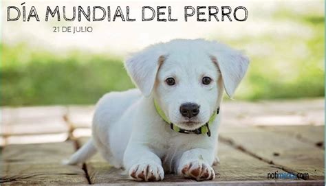 De Julio D A Mundial Del Perro Por Qu Se Celebra Hoy