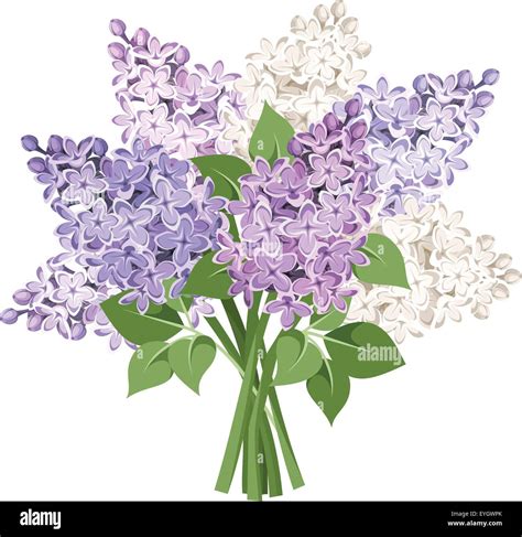 Bouquet of purple and white lilac flowers. Vector illustration Stock ...