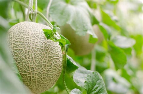 Premium Photo Cantaloup Melon Growing In Greenhouse Farm