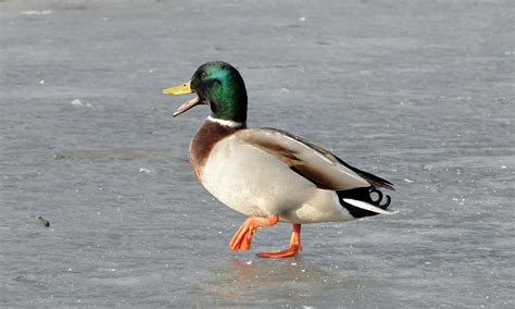 🔥 [80+] Mallard Duck Wallpapers | WallpaperSafari