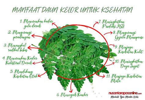 Manfaat Daun Kelor Untuk Kesehatan Nusantara Pos