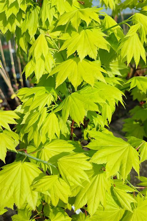 Klon japoński Aureum Acer japonicum duże drzewa Galeria Ogrodowa