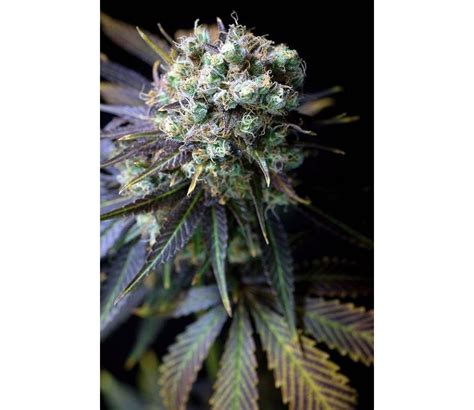 Semillas Dinamed CBD De Dinafem Seed La Huerta Grow Shop