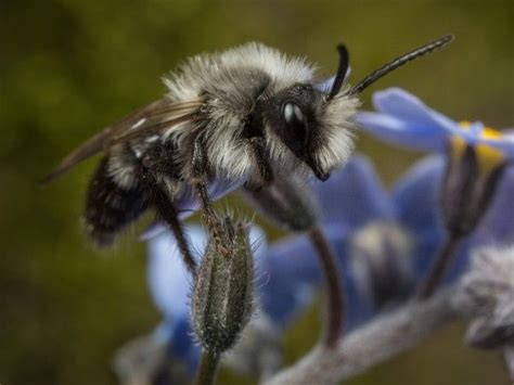 The Buzz On Bees And Other Pollinators Big Bee Bee Do Different