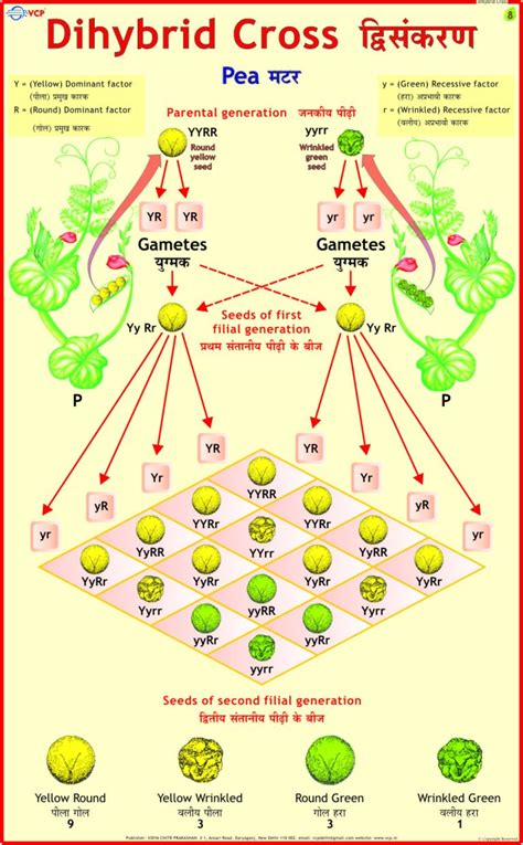 Dihybrid Cross Chart Vidya Chitr Prakashan Vcp